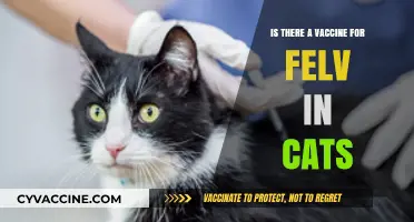 Is There a Vaccine for Feline Leukemia Virus in Cats?