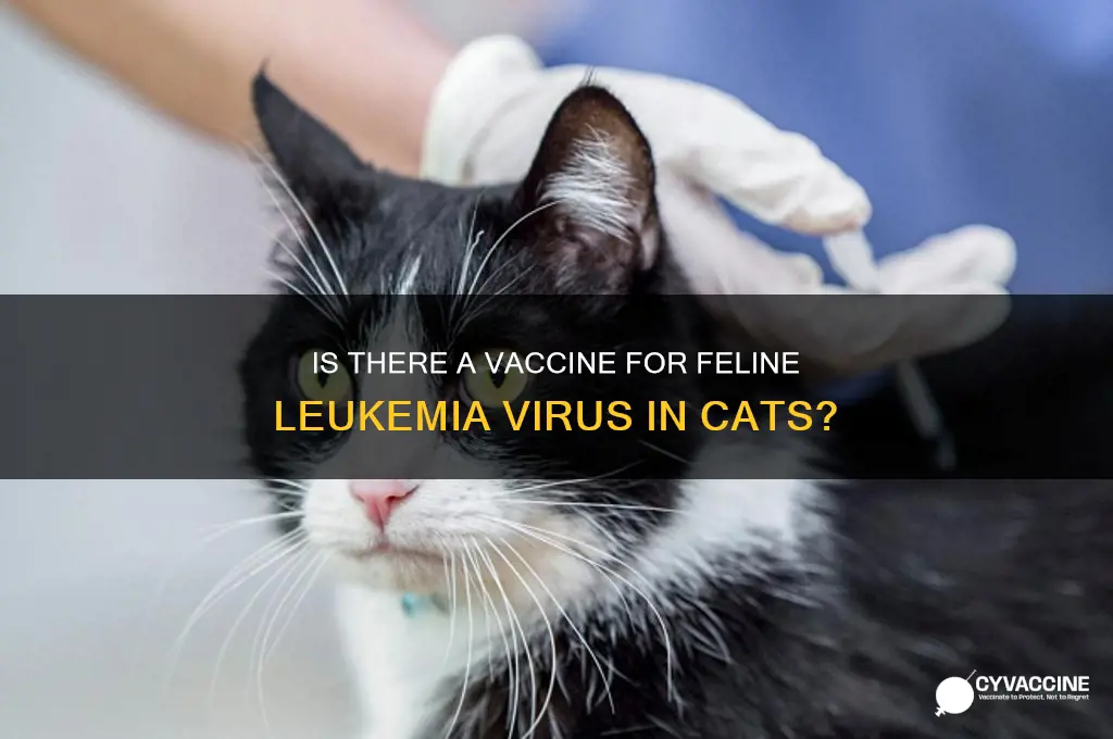 is there a vaccine for felv in cats