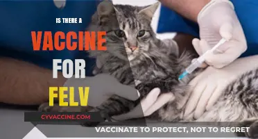Exploring Feline Leukemia Virus: Vaccine Availability and Prevention Strategies