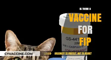 Is There a Vaccine for FIP? Exploring Treatment Options for Cats