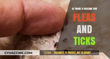 Can Pets Get Vaccinated Against Fleas and Ticks? Find Out Here