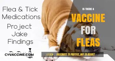 Exploring Flea Prevention: The Quest for a Vaccine Solution