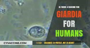 Exploring Giardia Vaccines: Current Research and Human Protection Options