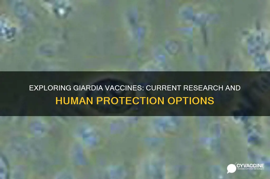is there a vaccine for giardia for humans
