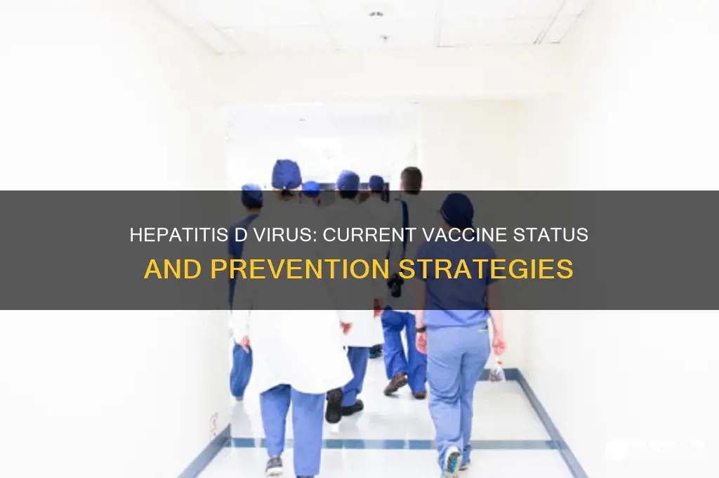 is there a vaccine for hepatitis d virus