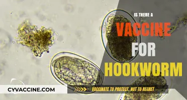Combatting Hookworm: The Quest for an Effective Vaccine