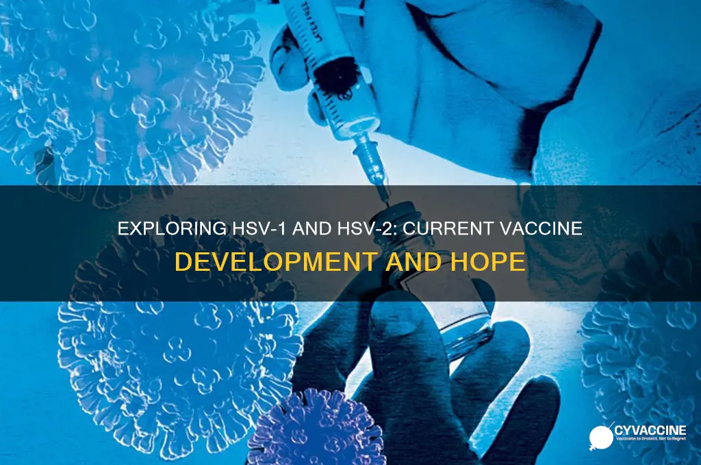 is there a vaccine for hsv 1 and 2