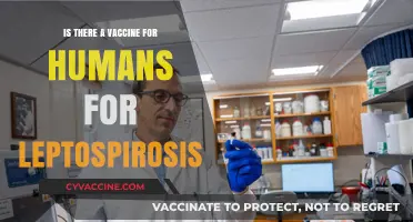 Human Leptospirosis Vaccine: Current Status and Future Prospects