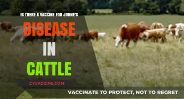 Johne's Disease Vaccine: Current Status and Future Prospects for Cattle