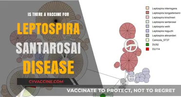 Exploring Leptospira Santarosai: Vaccine Availability and Prevention Strategies