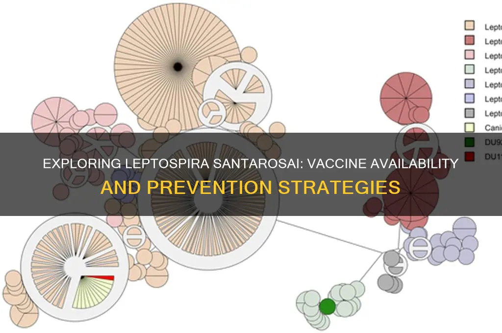 is there a vaccine for leptospira santarosai disease