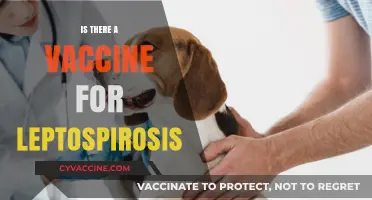 Exploring Leptospirosis Prevention: The Vaccine Debate Uncovered
