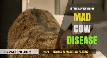 Exploring the Truth: Is There a Vaccine for Mad Cow Disease?