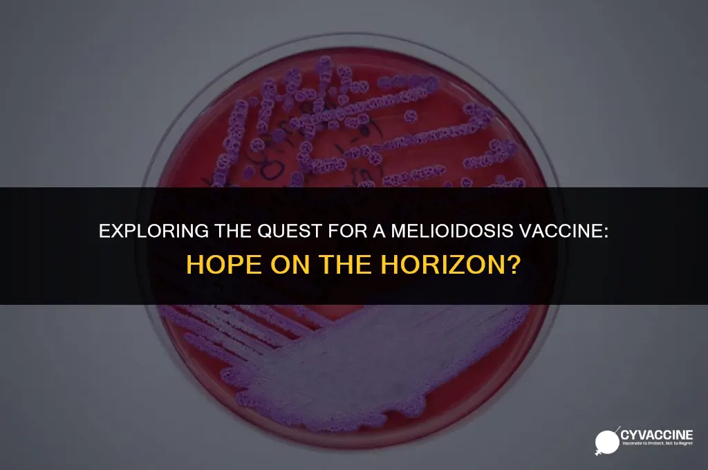 is there a vaccine for melioidosis