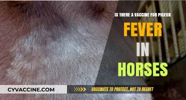 Pigeon Fever in Horses: Exploring Vaccine Options and Prevention Strategies