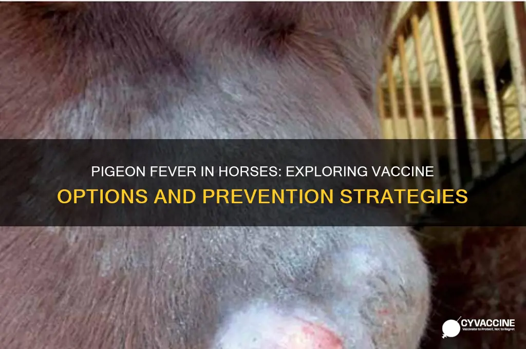 is there a vaccine for pigeon fever in horses