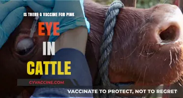 Vaccine for Cattle Pink Eye: Fact or Fiction?