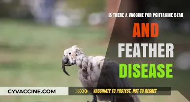 Exploring Psittacine Beak and Feather Disease: Vaccine Availability and Prevention