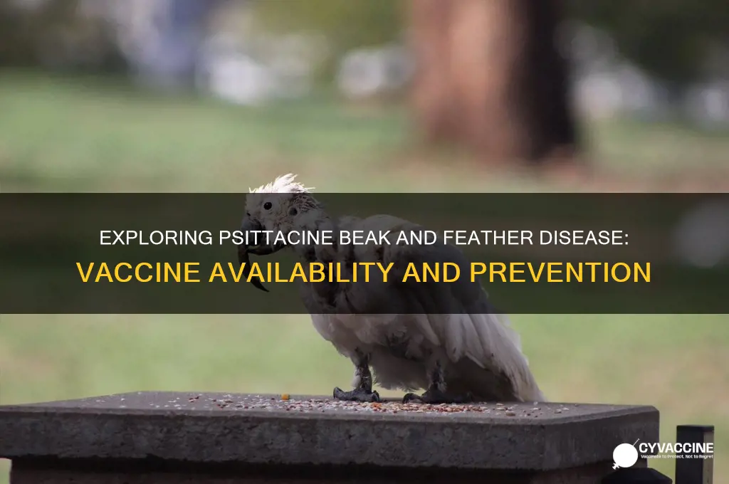 is there a vaccine for psittacine beak and feather disease