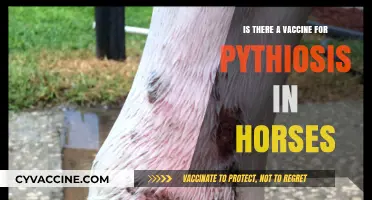 Pythiosis in Horses: Vaccine Availability and Prevention Strategies Explained