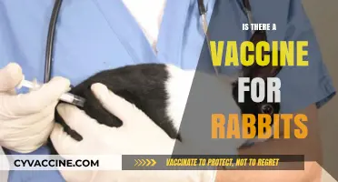 Protecting Your Bunny: The Truth About Rabbit Vaccinations