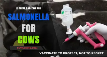 Can Cows Be Vaccinated Against Salmonella? Exploring Prevention Options