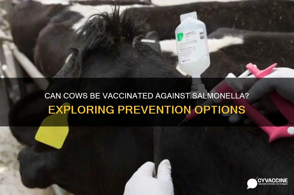 is there a vaccine for salmonella for cows