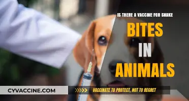 Snake Bite Vaccines for Pets: Are They Available and Effective?
