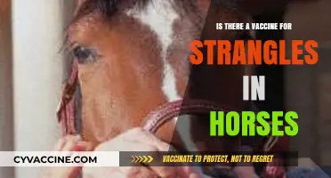 Strangles in Horses: Exploring the Availability of a Vaccine