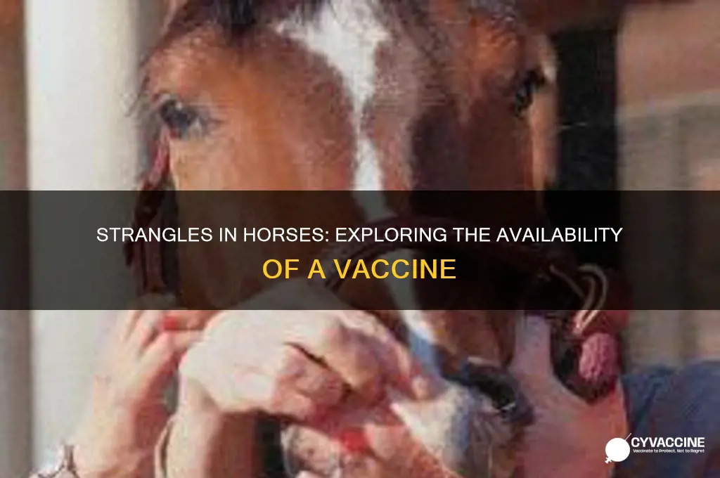 is there a vaccine for strangles in horses