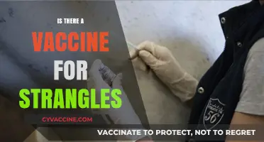 Exploring Equine Health: The Quest for a Strangles Vaccine