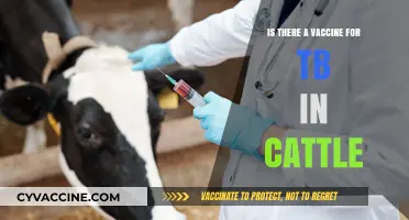 Can Cattle Be Vaccinated Against TB? Exploring Current Options and Challenges