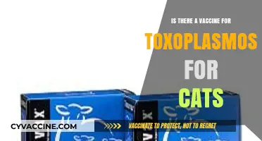 Can Cats Get a Toxoplasmosis Vaccine? Exploring Prevention Options