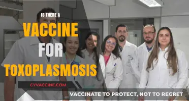 Exploring the Quest for a Toxoplasmosis Vaccine: Hope or Hype?