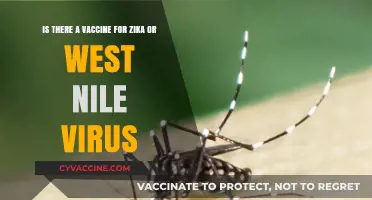 Zika and West Nile Virus: Current Vaccine Status and Prevention Tips
