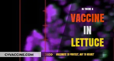 Exploring the Potential of Lettuce as a Vaccine Source