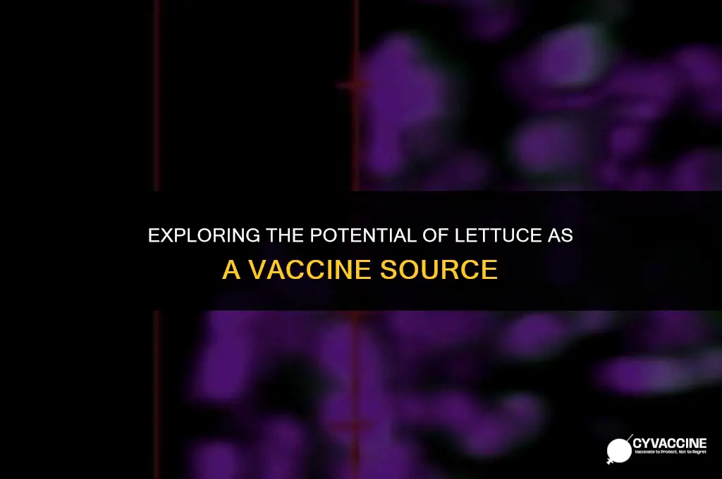 is there a vaccine in lettuce