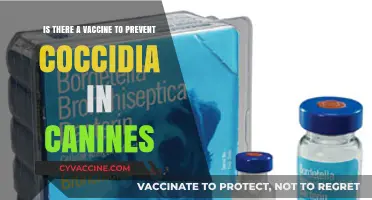 Canine Coccidia Vaccine: Prevention Options and Current Research Insights