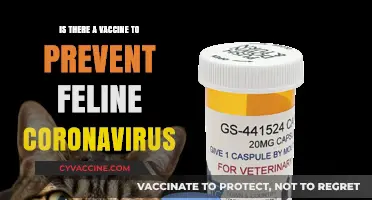 Feline Coronavirus Vaccine: Does It Exist and What You Need to Know