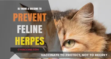 Feline Herpes Vaccine: Can Cats Be Protected from This Common Virus?
