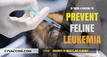 Feline Leukemia Vaccine: Prevention, Protection, and Your Cat's Health