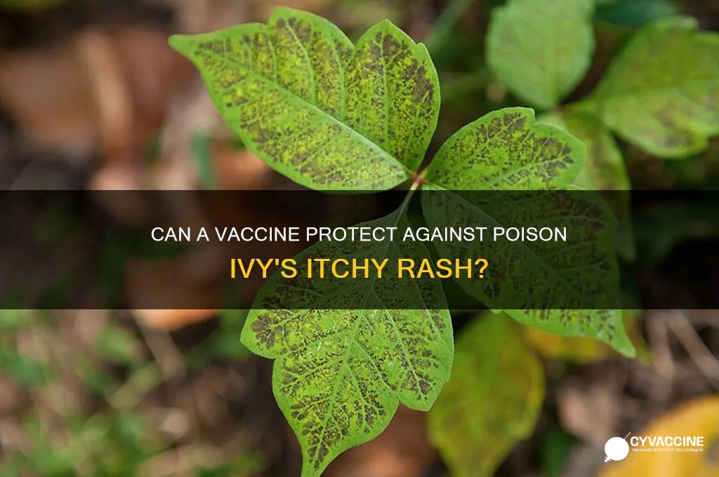 is there a vaccine to prevent poison ivy