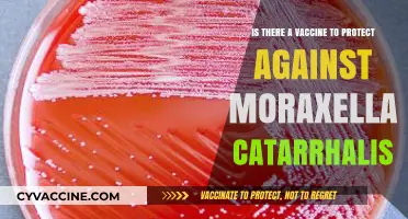 Exploring Moraxella Catarrhalis: Vaccine Development and Protection Possibilities