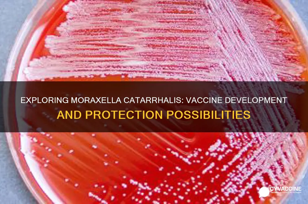 is there a vaccine to protect against moraxella catarrhalis