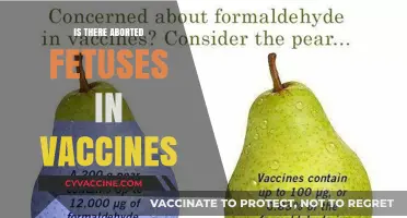Exploring the Science: Are There Aborted Fetuses in Vaccines?