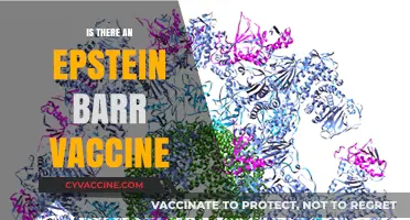 Exploring the Quest for an Epstein-Barr Virus Vaccine