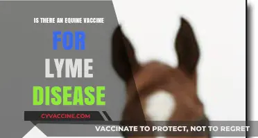 Equine Lyme Disease Vaccine: Current Availability and Prevention Strategies