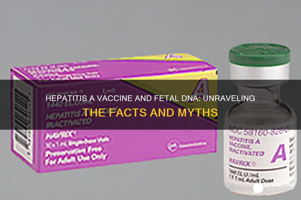 is there fetal dna in hepatitis a vaccine
