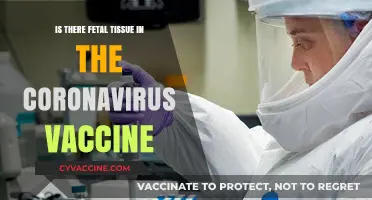 Debunking Myths: Fetal Tissue and the Coronavirus Vaccine Explained