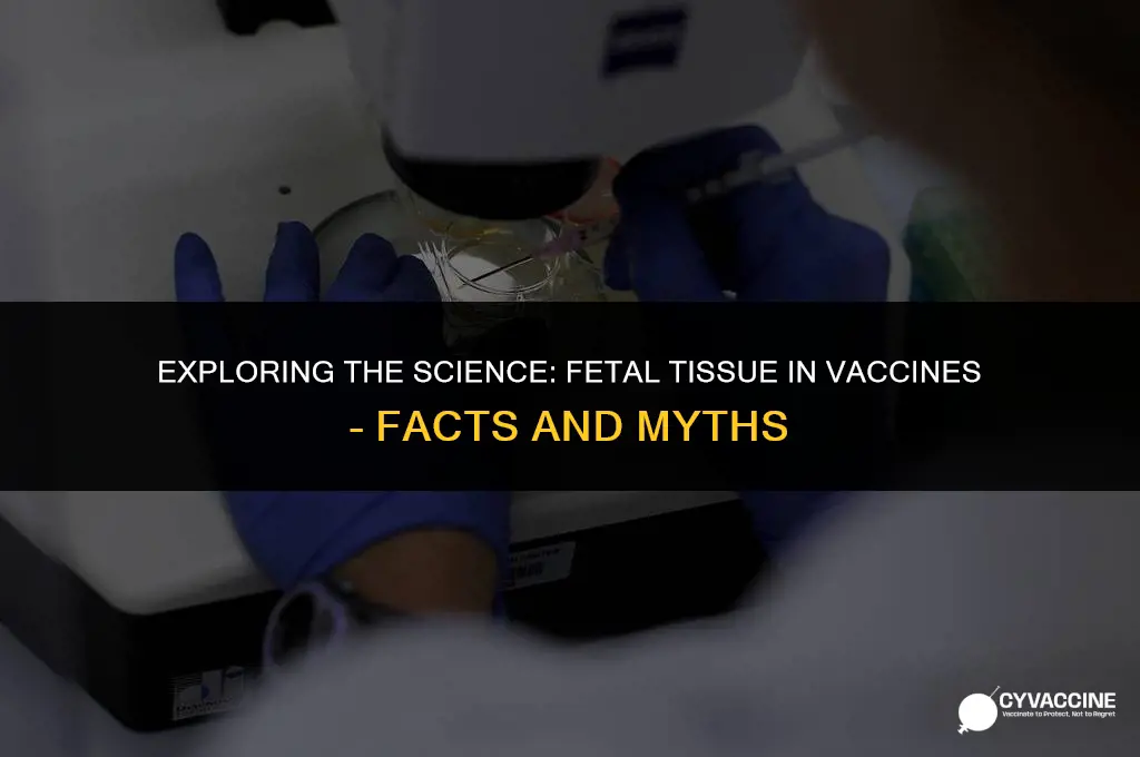 is there fetus tissue in vaccines